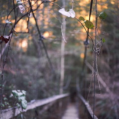 Ice on the Sheltowee Trace